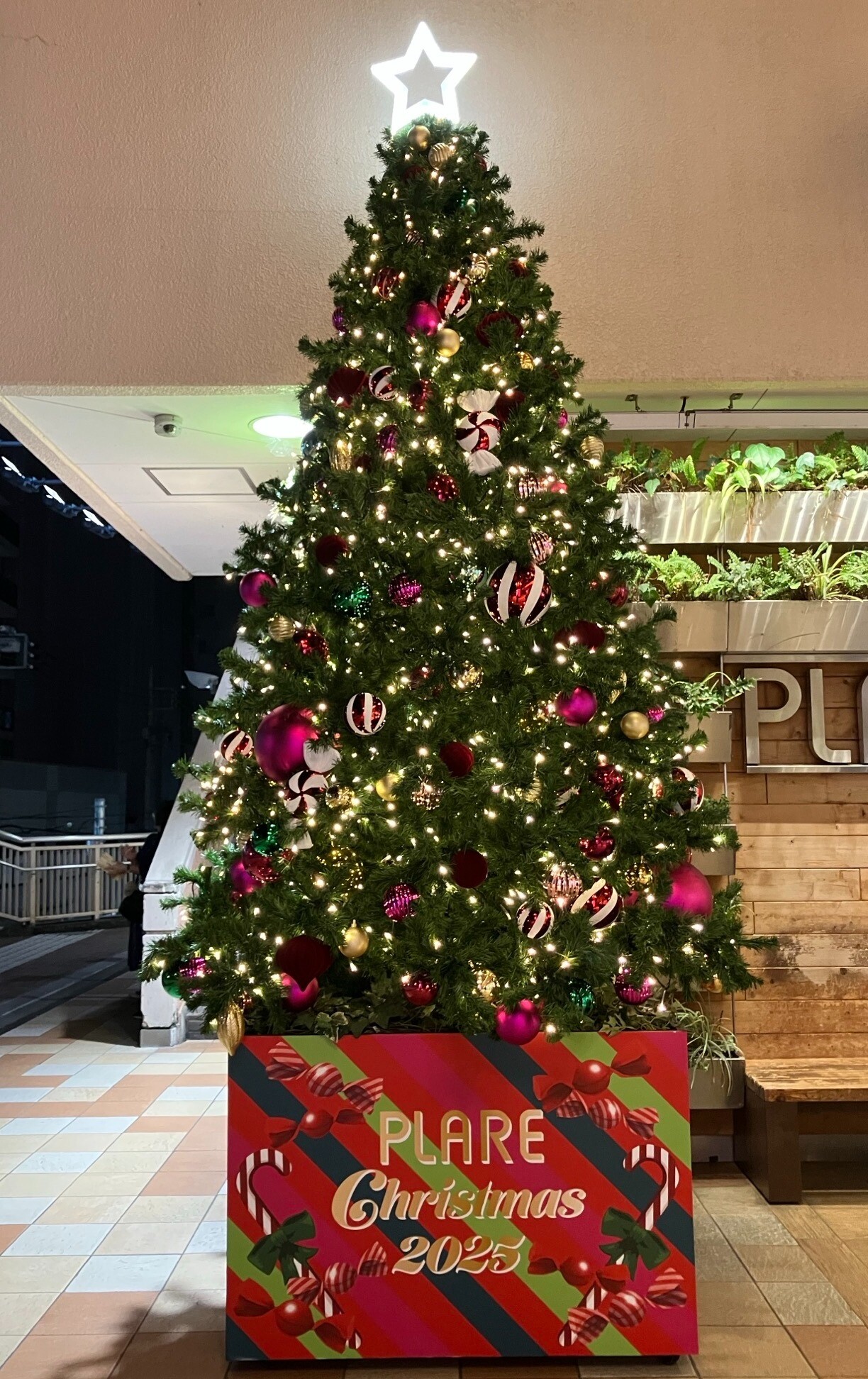 PLARE Christmas 2025