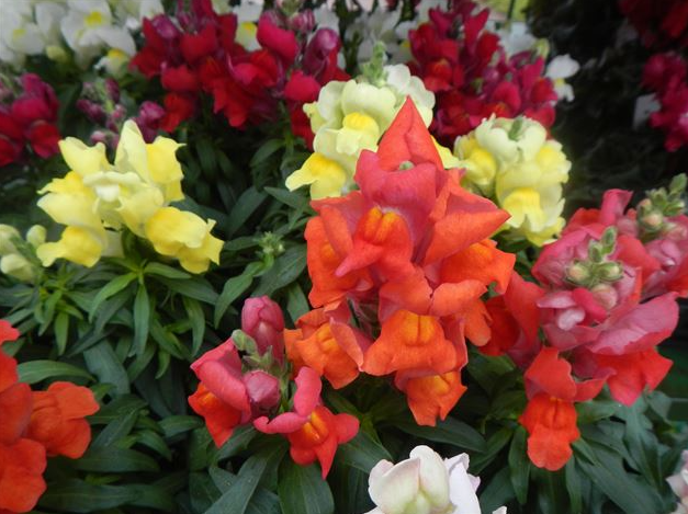 12月のぷら～っとガーデン