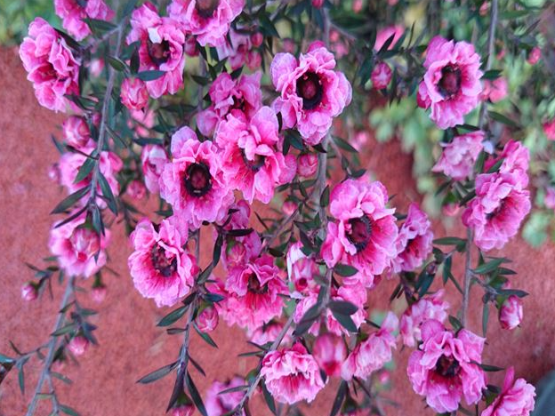 11月のぷら～っとガーデン