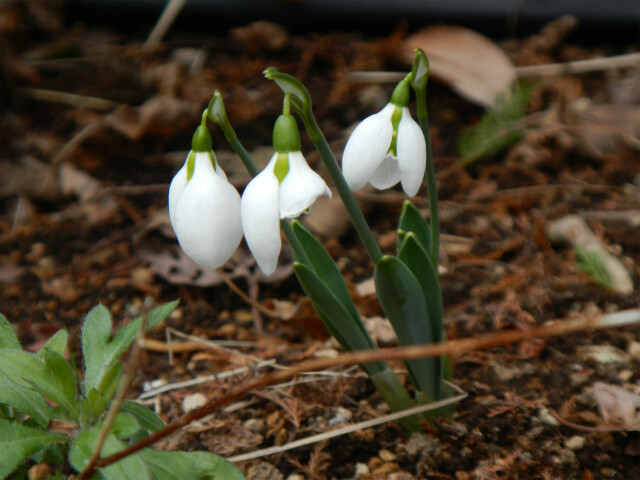 1月のぷら～っとガーデン