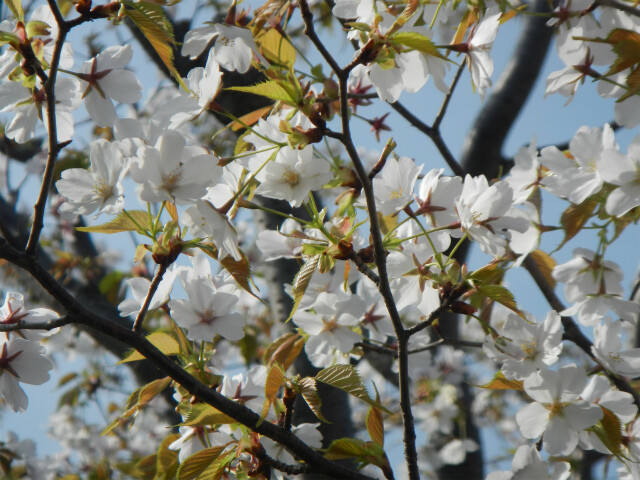 4月のぷら～っとガーデン